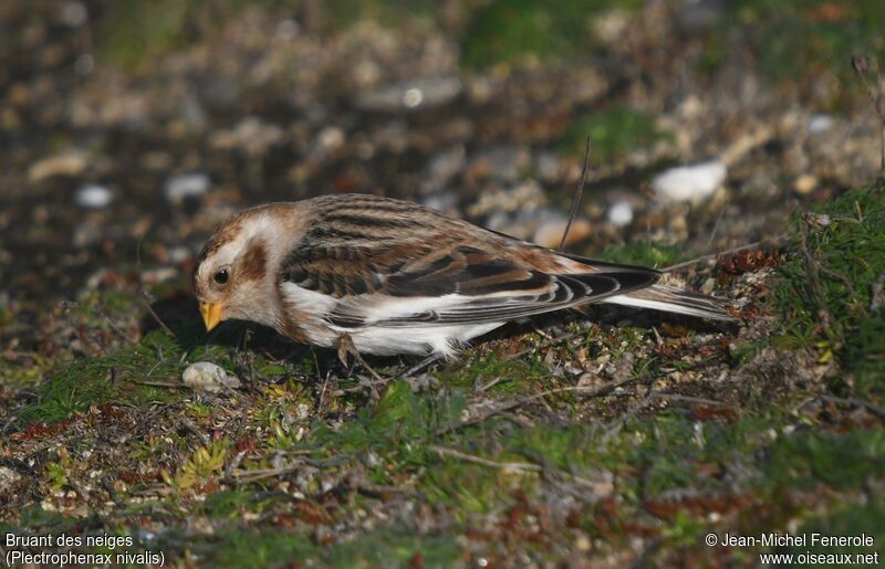 Snow Bunting