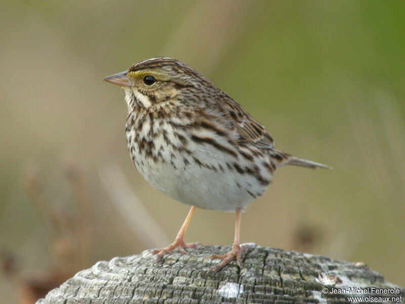 Savannah Sparrowadult