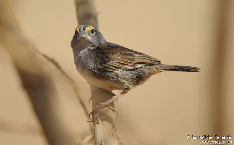 Bruant des savanes