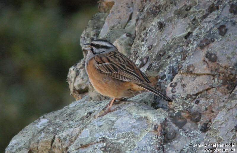 Rock Bunting male adult