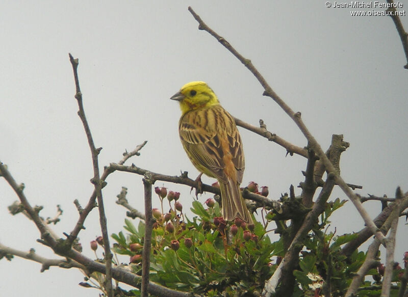 Bruant jaune