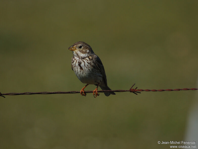 Corn Bunting