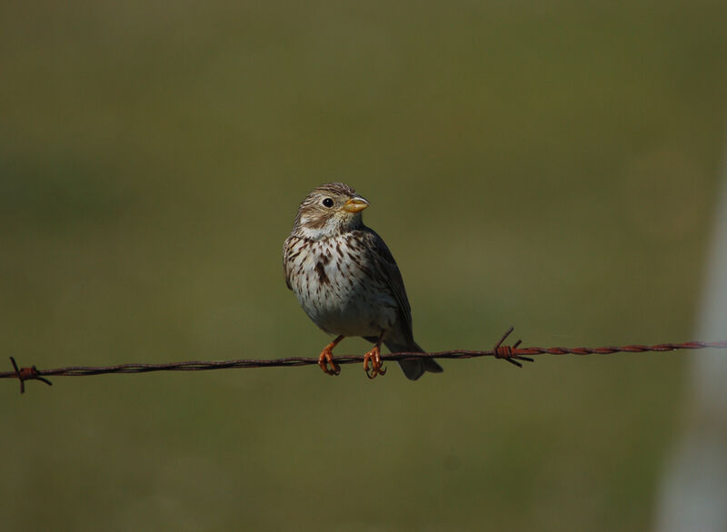 Corn Bunting