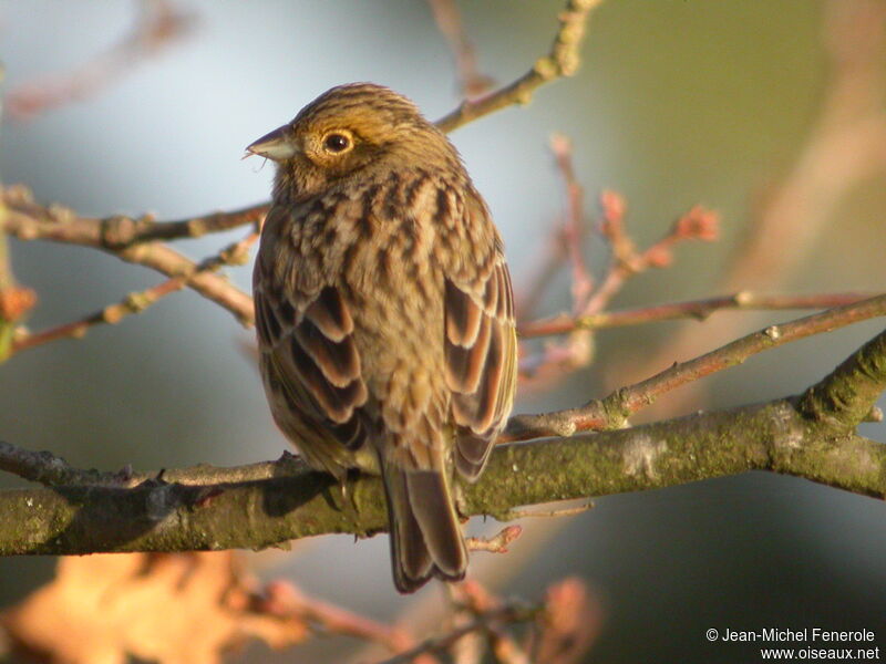 Cirl Bunting