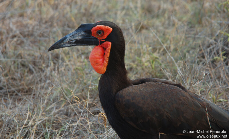 Southern Ground Hornbill