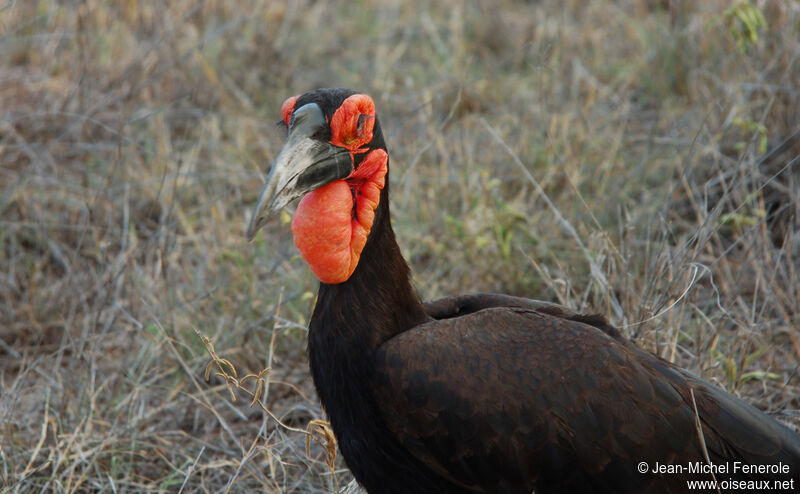 Southern Ground Hornbill