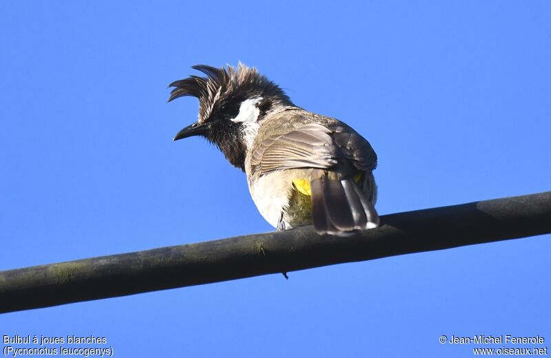 Himalayan Bulbul