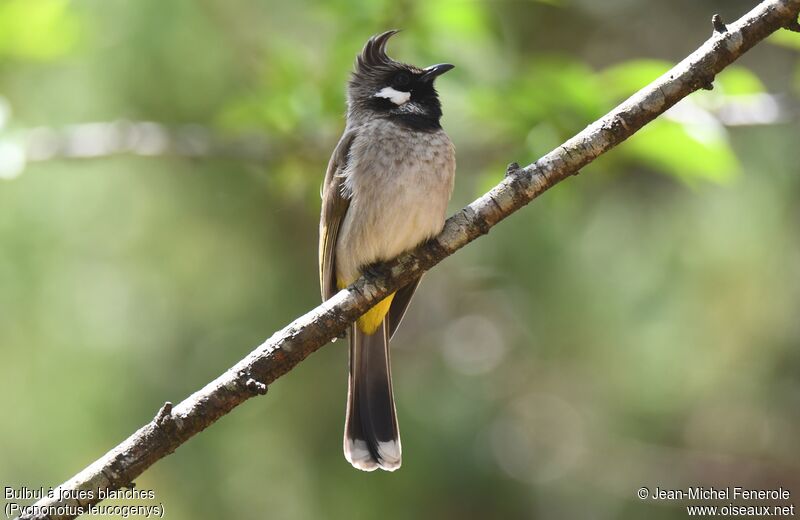 Himalayan Bulbul