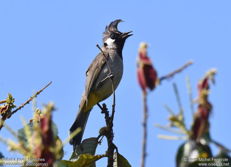 Himalayan Bulbul