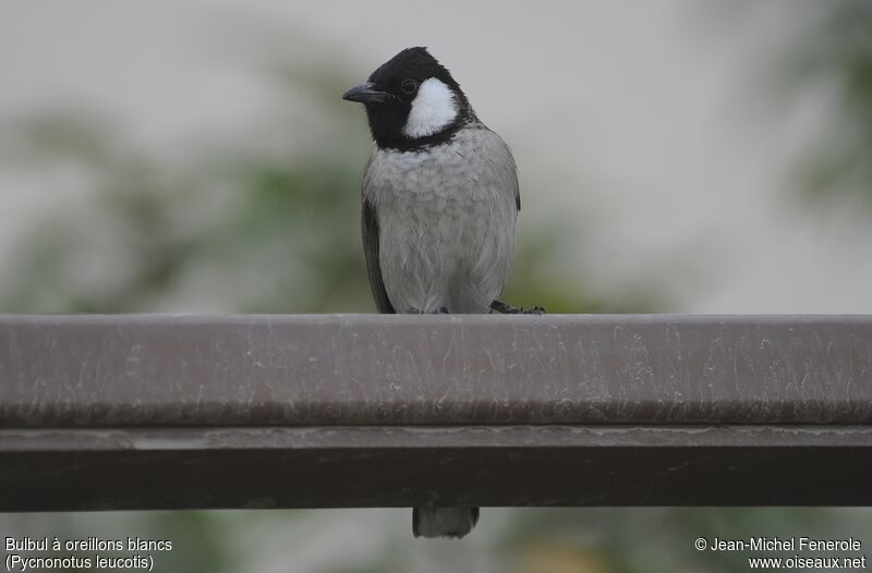 Bulbul à oreillons blancs