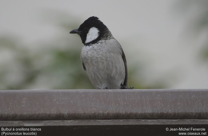 White-eared Bulbul