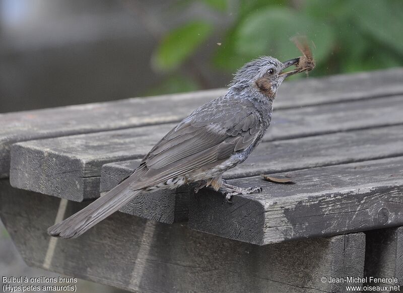 Brown-eared Bulbul