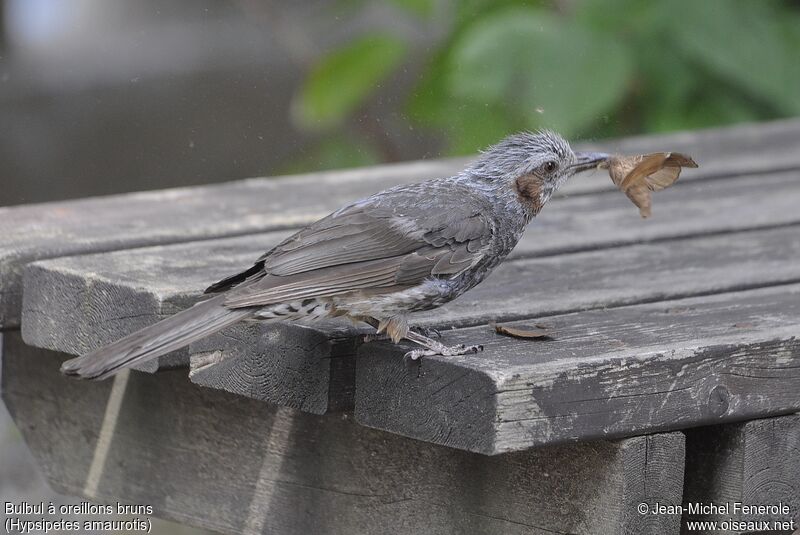 Brown-eared Bulbul