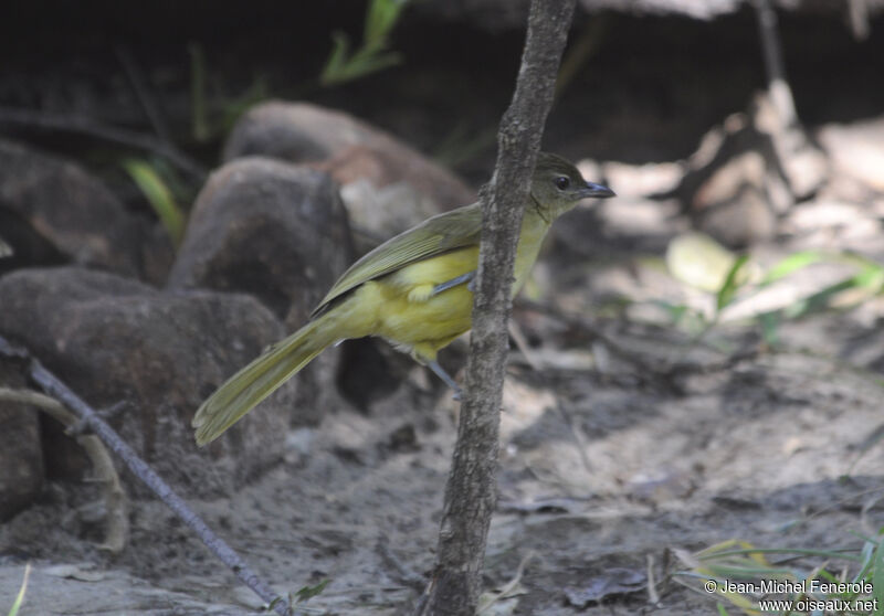 Yellow-bellied Greenbul