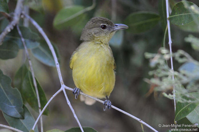 Bulbul à poitrine jaune