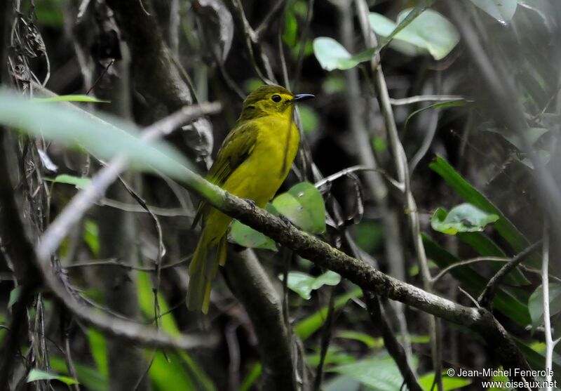 Yellow-browed Bulbul