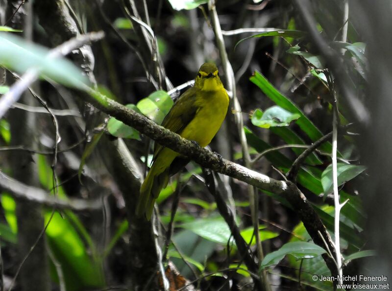 Yellow-browed Bulbul