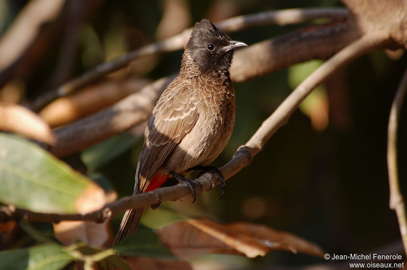 Red-vented Bulbul