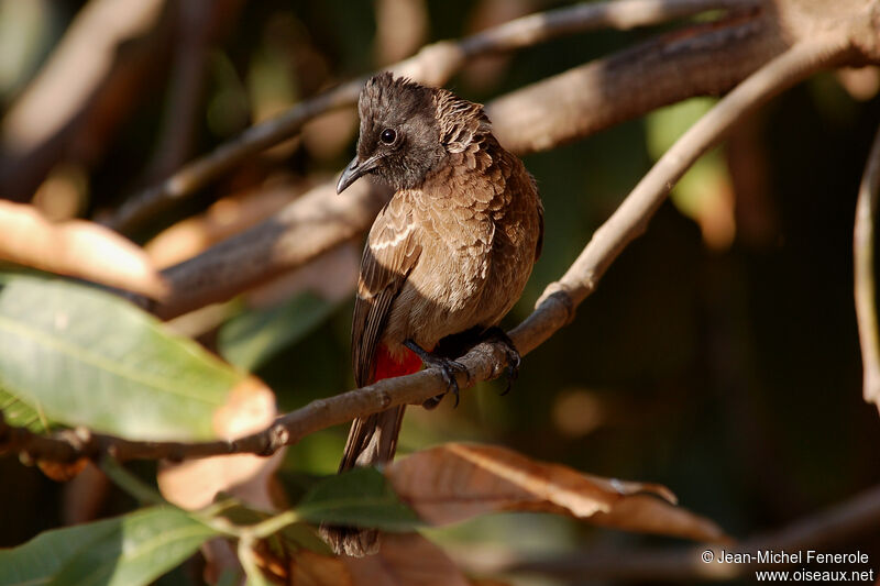 Red-vented Bulbul