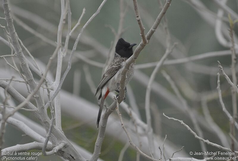 Red-vented Bulbul