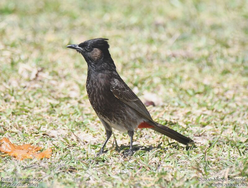 Bulbul à ventre rouge