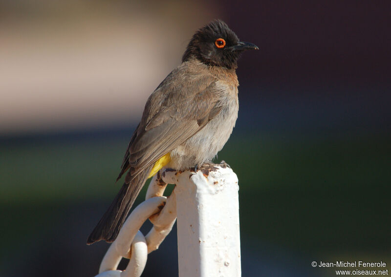 Bulbul brunoir, identification