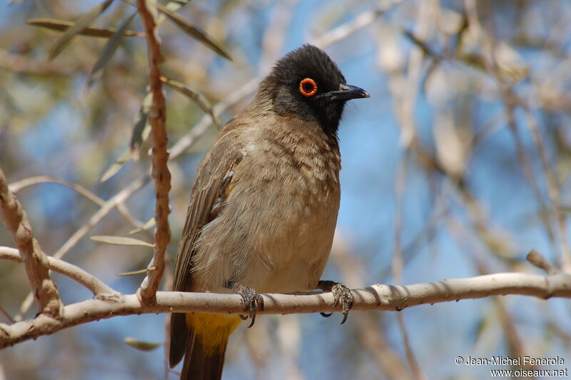 Bulbul brunoir, identification