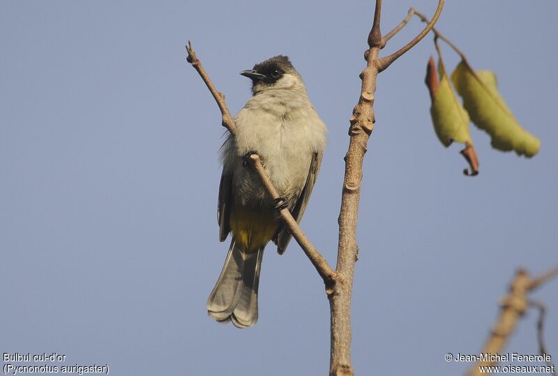 Bulbul cul-d'or