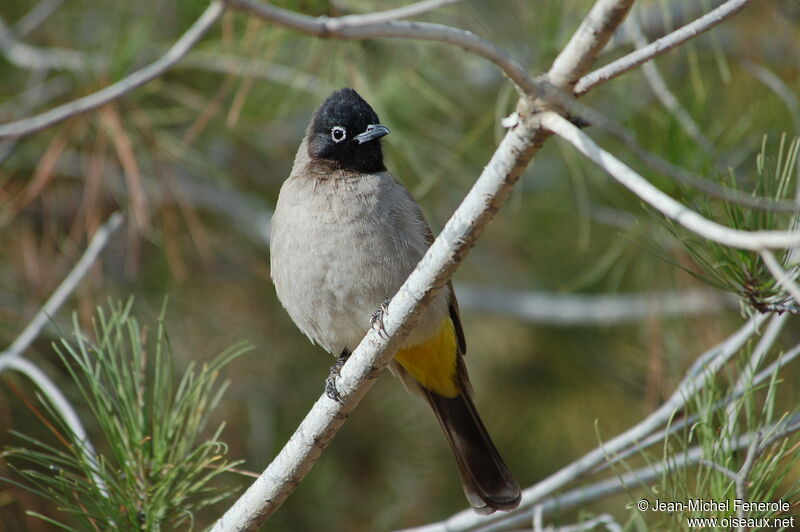 White-spectacled Bulbul