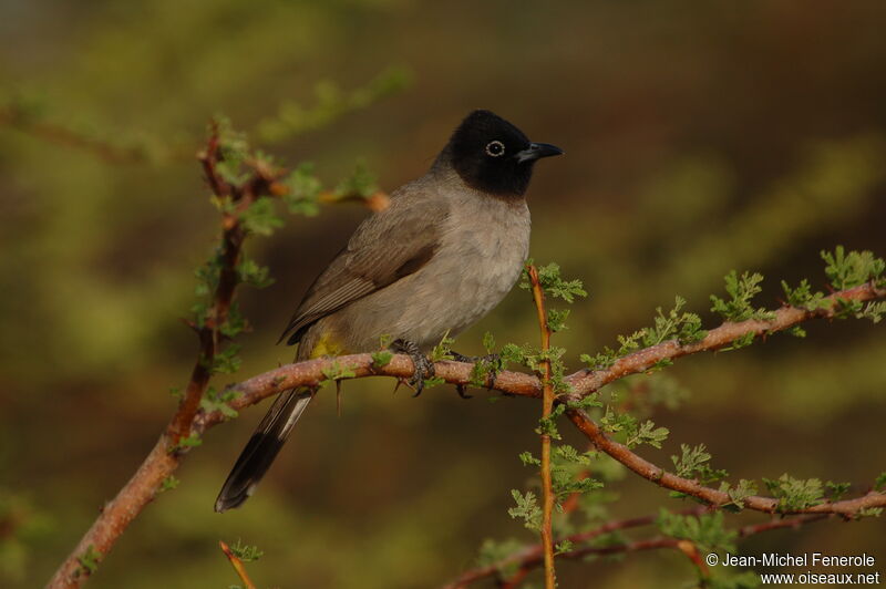 White-spectacled Bulbul