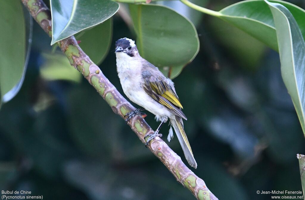 Bulbul de Chine