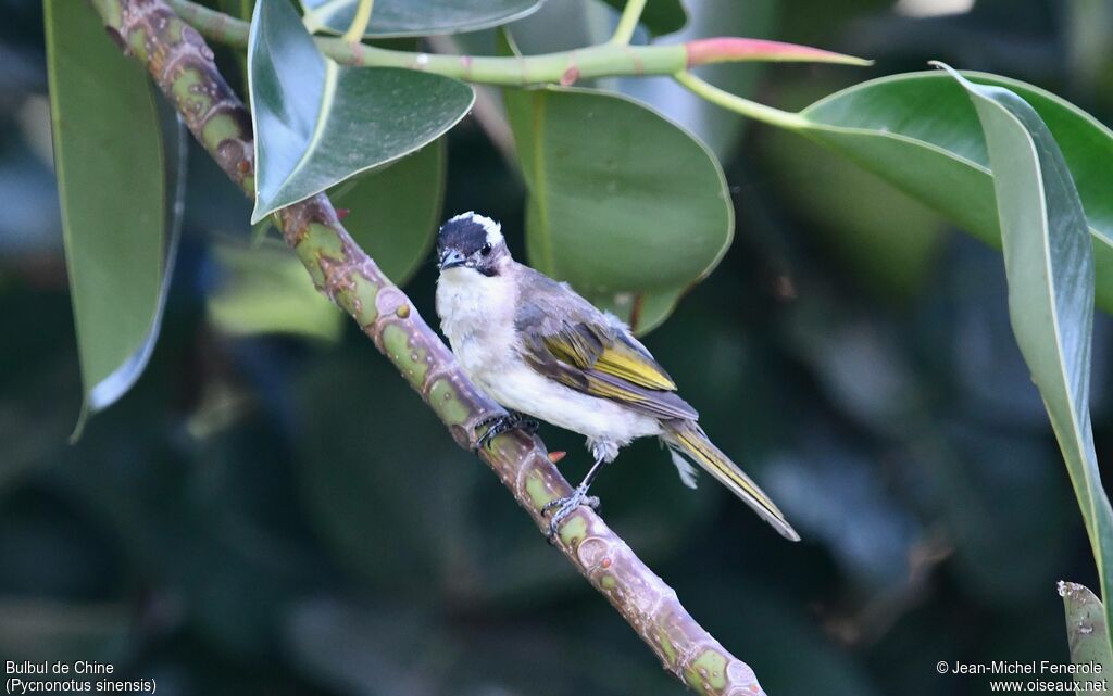 Bulbul de Chine