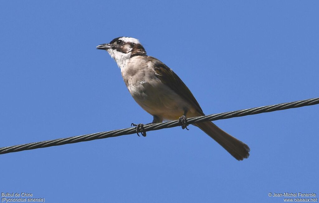 Bulbul de Chine