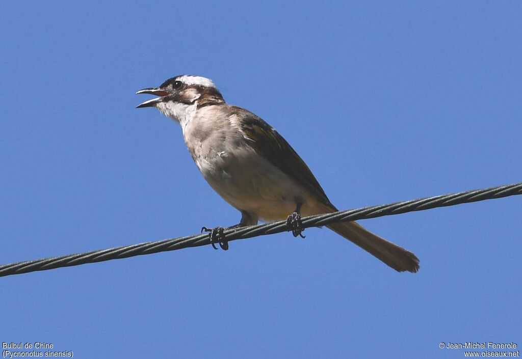 Bulbul de Chine