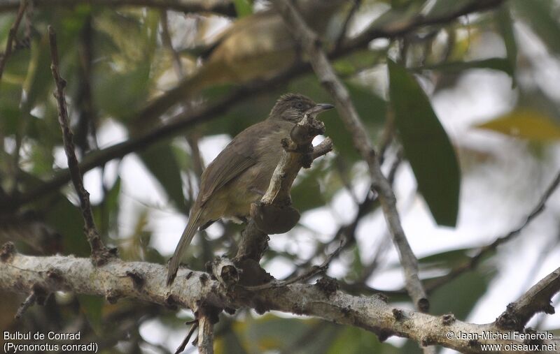 Bulbul de Conrad