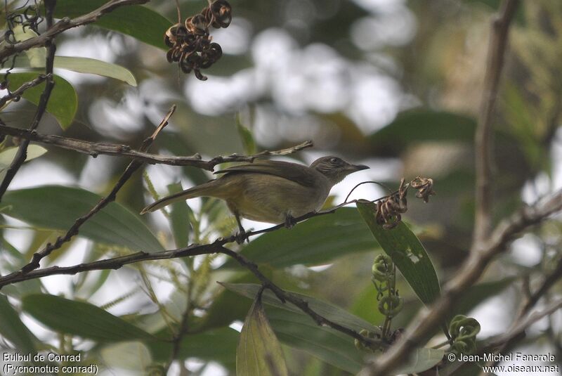 Streak-eared Bulbul