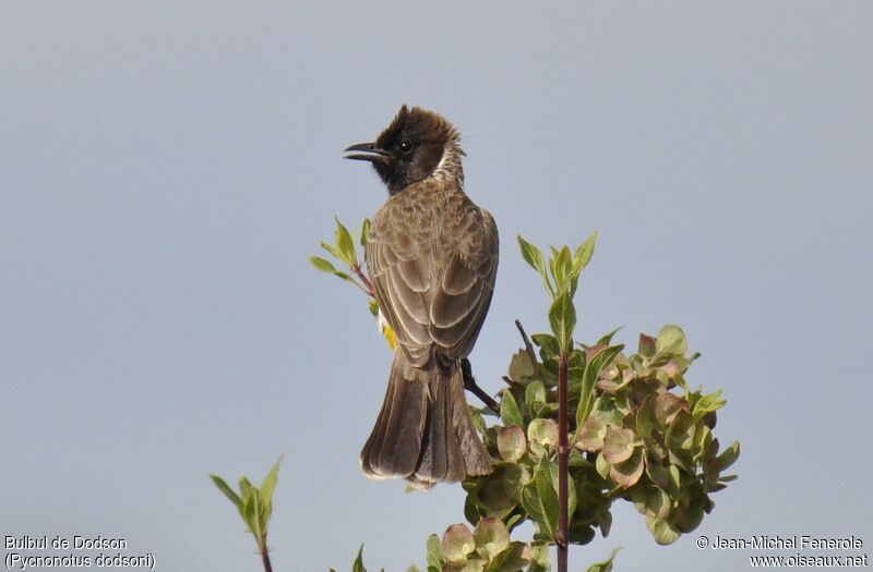 Dodson's Bulbul