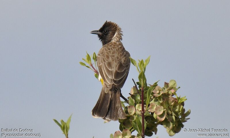 Bulbul de Dodson