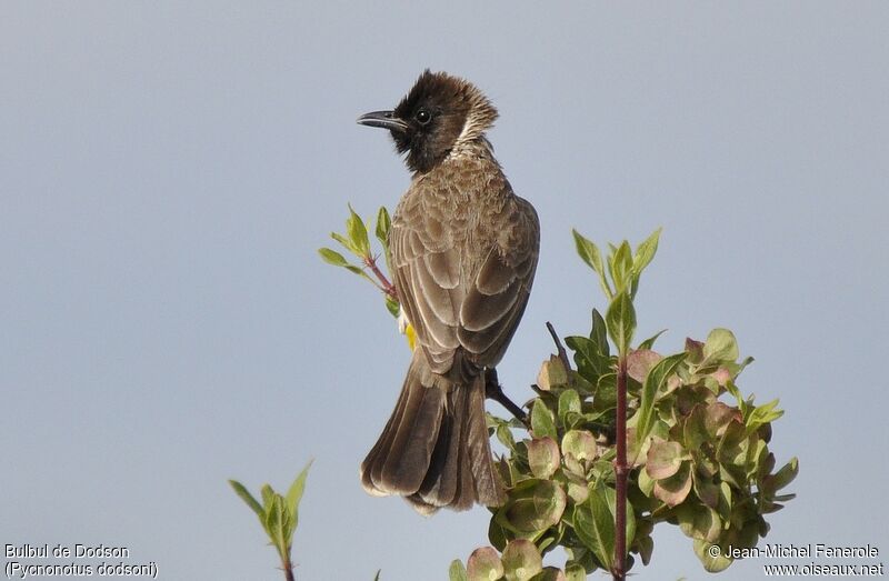 Bulbul de Dodson