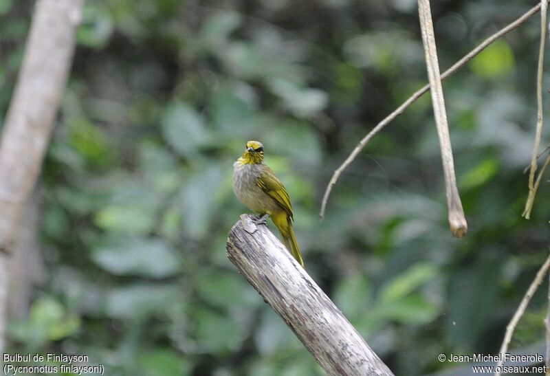 Stripe-throated Bulbul