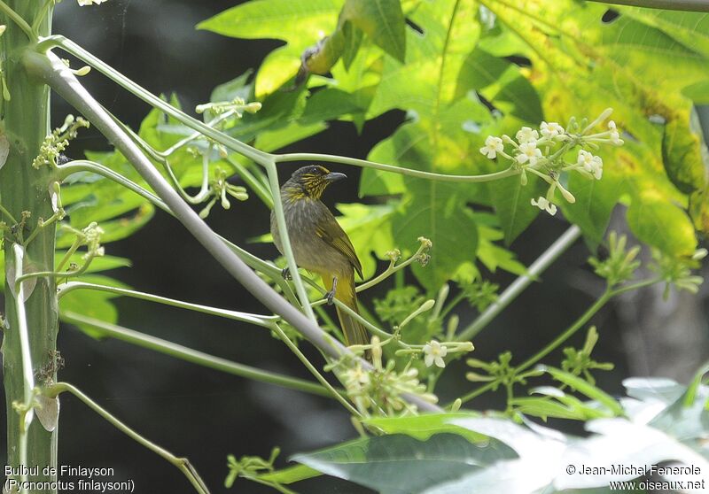 Stripe-throated Bulbul