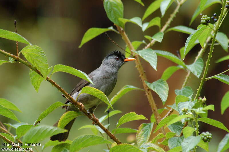 Bulbul de Madagascaradulte, identification