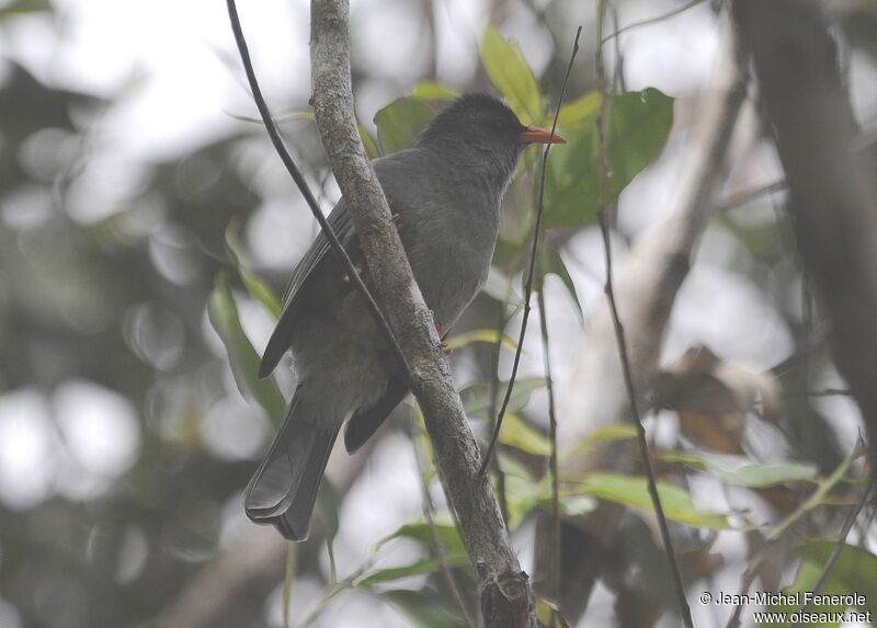 Bulbul de Maurice