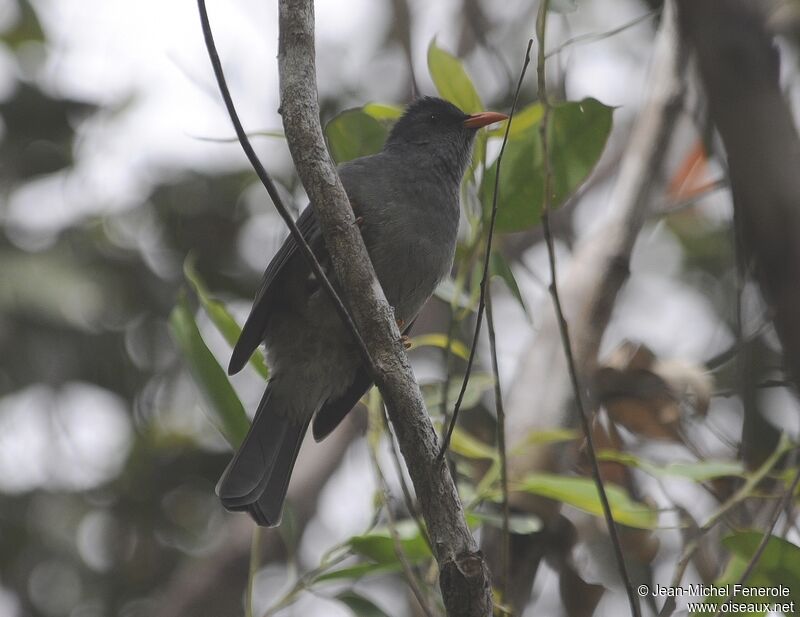 Mauritius Bulbul