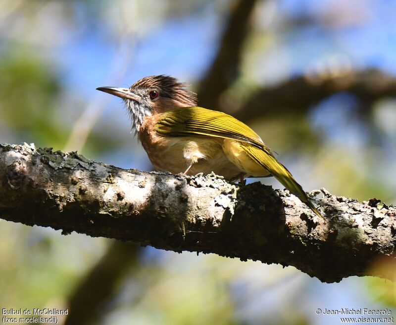 Bulbul de McClelland