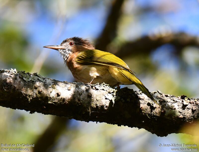 Mountain Bulbul