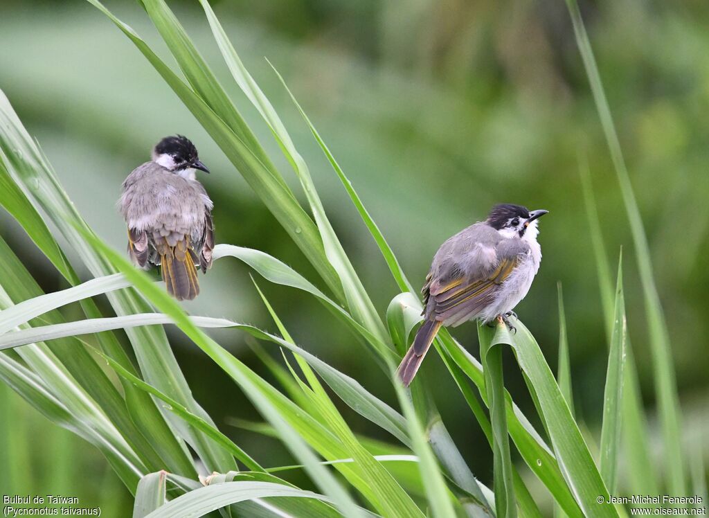 Bulbul de Taïwan