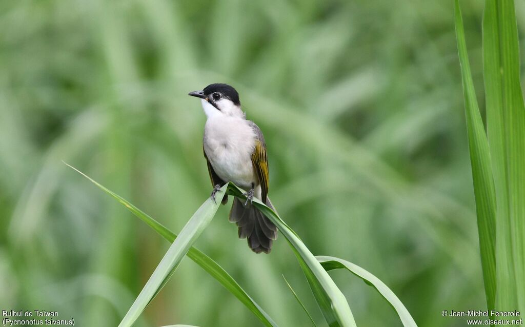 Bulbul de Taïwan
