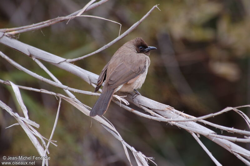 Bulbul des jardinsadulte