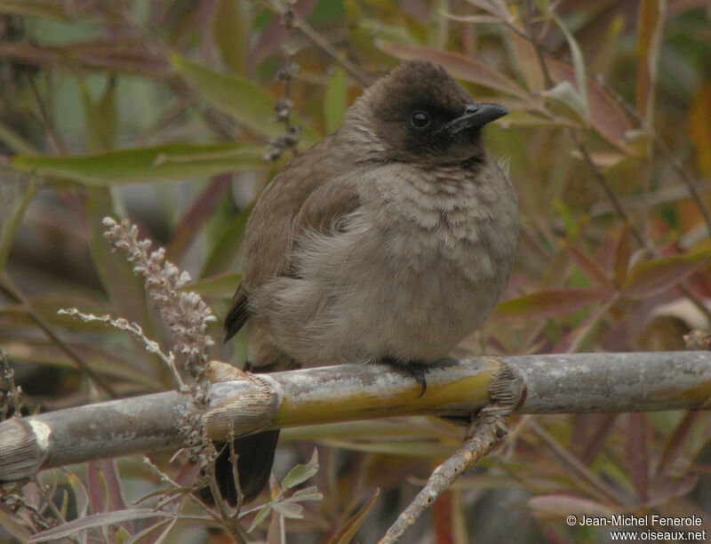 Common Bulbul